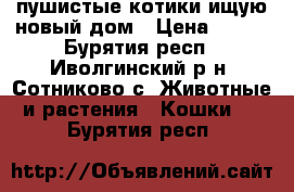 пушистые котики ищую новый дом › Цена ­ 100 - Бурятия респ., Иволгинский р-н, Сотниково с. Животные и растения » Кошки   . Бурятия респ.